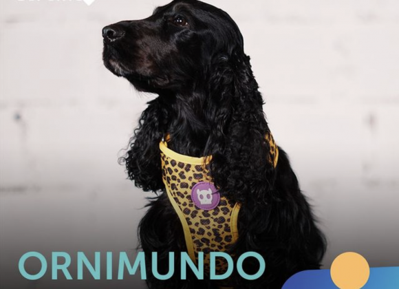 Ornimundo | 3º Episódio ornimundo_shopping_cidade_porto