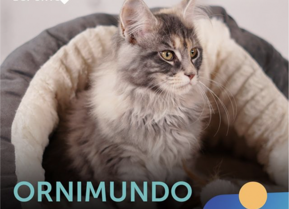 Ornimundo | 4º Episódio ornimundo_shopping_cidade_do_porto
